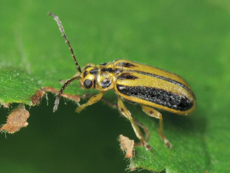 Xanthogaleruca luteola (O.F. Müller, 1776)